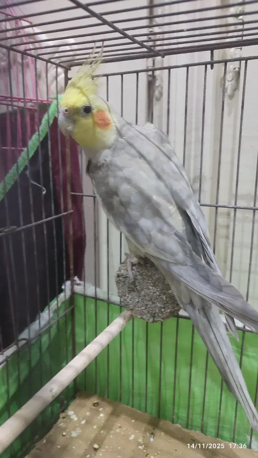 عروس هلندی نر آهویی|پرنده|مراغه, |دیوار