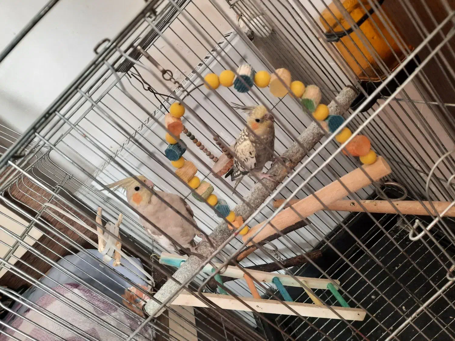 عروس هلندی شیطون|پرنده|صباشهر, |دیوار