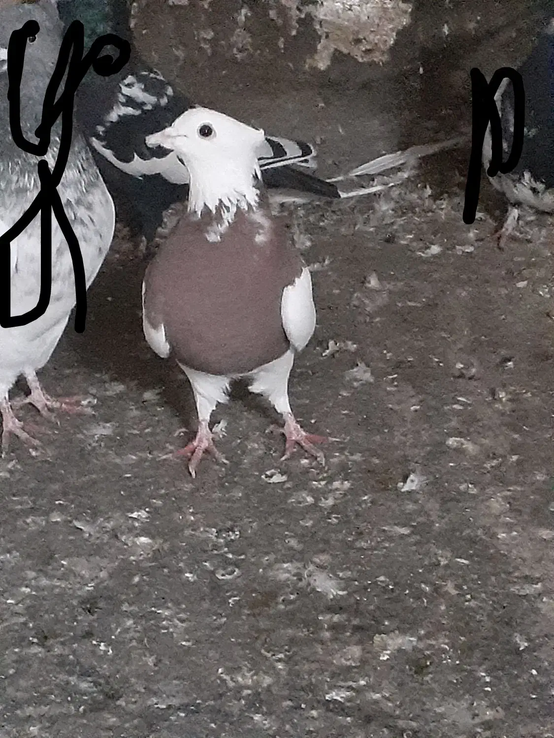 طوقی،سرخ،ماده|پرنده|گلبهار, شهر جدید گلبهار|دیوار