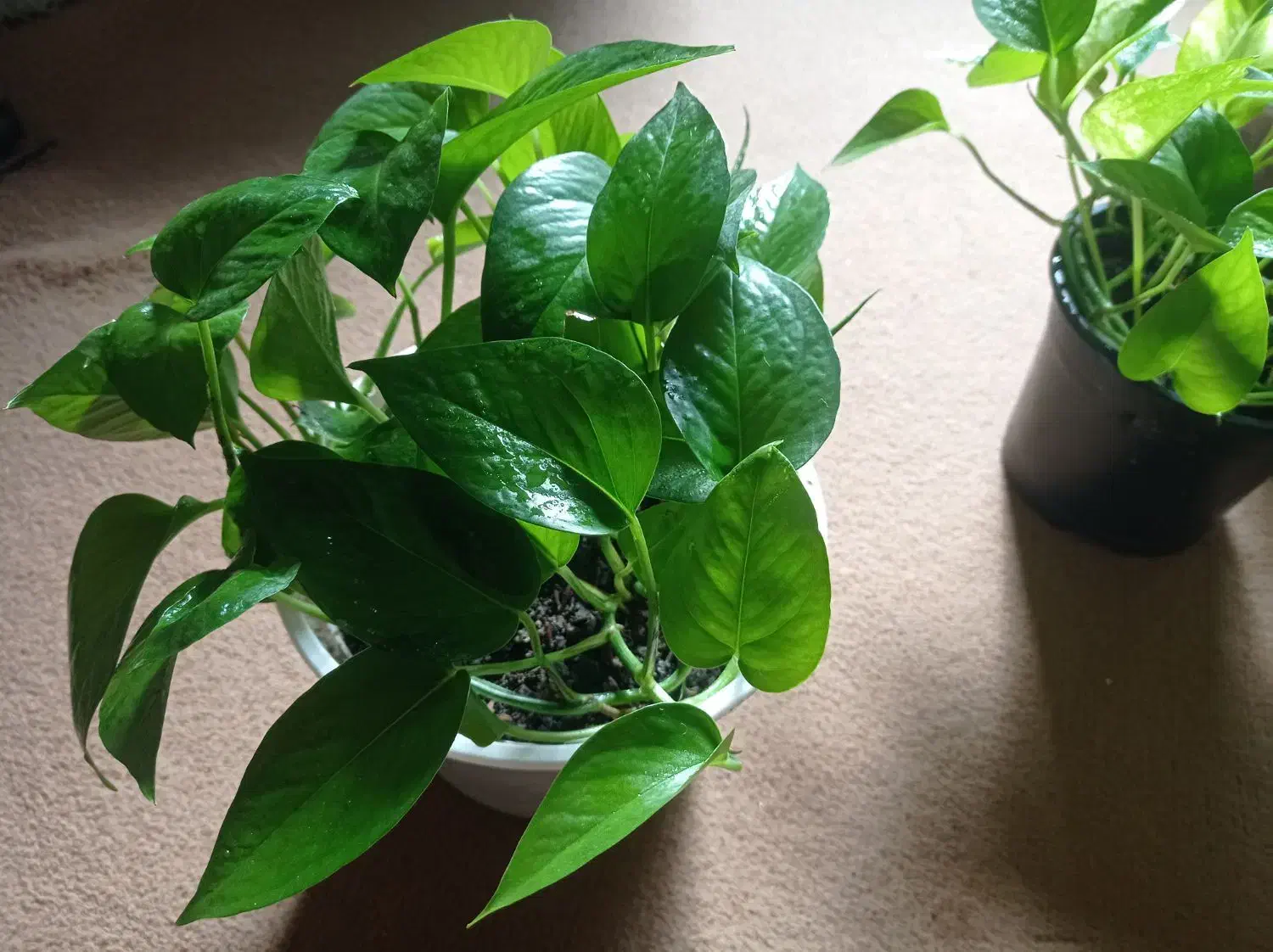 گل پتوس|گل و گیاه طبیعی|بهشهر, |دیوار