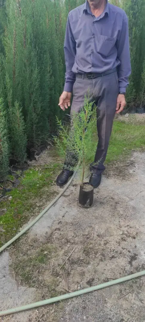 سرو به تعداد زیاد|گل و گیاه طبیعی|کرمانشاه, |دیوار