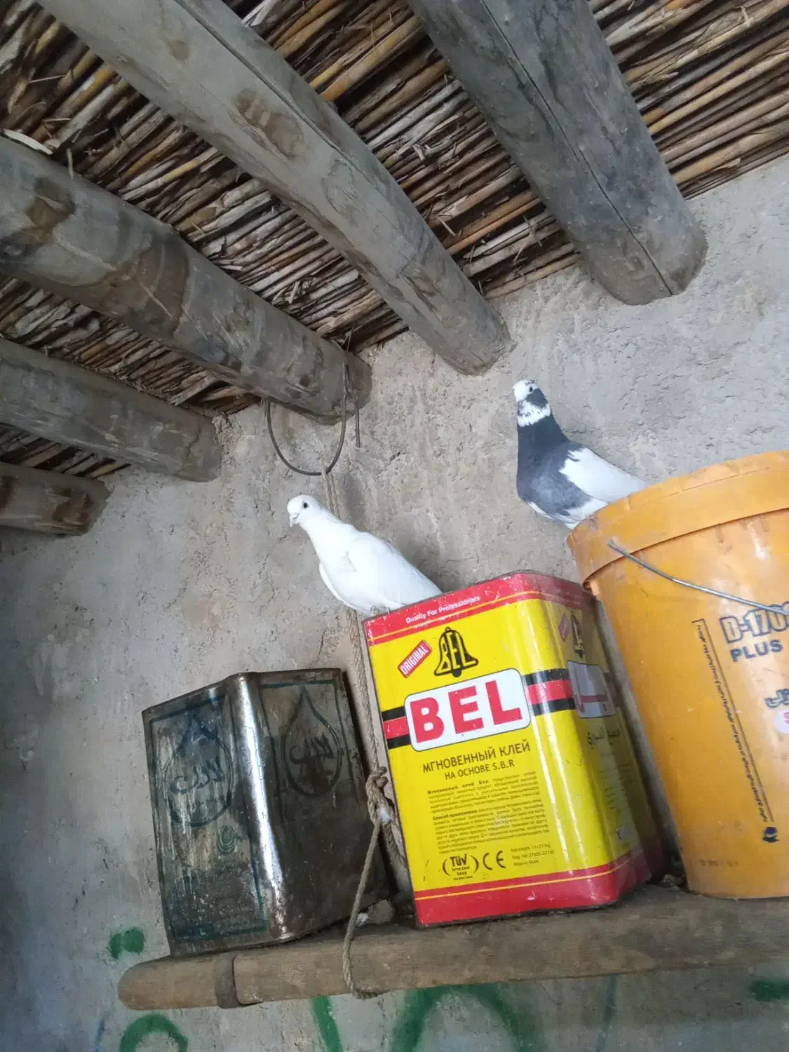 کبوتر|پرنده|ایوان, |دیوار