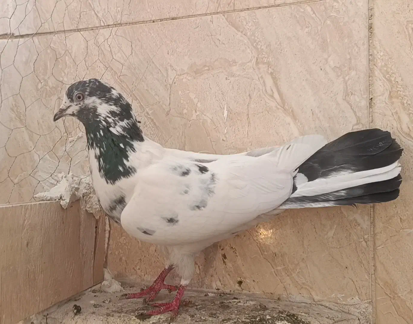 کفتر کبوتر پرنده|پرنده|محمدشهر, ولدآباد|دیوار