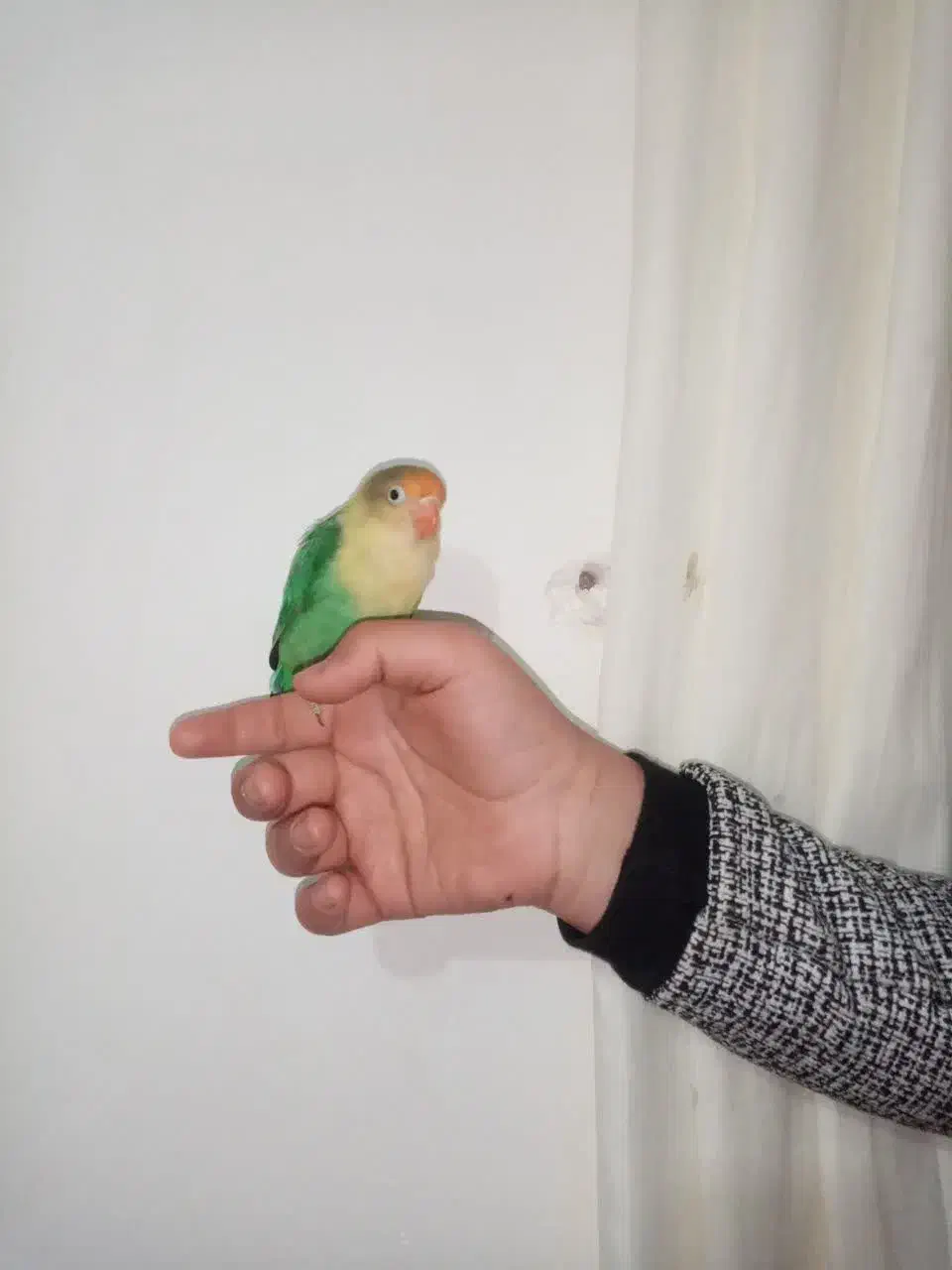 یک عدد کوتوله|پرنده|اشکذر, |دیوار