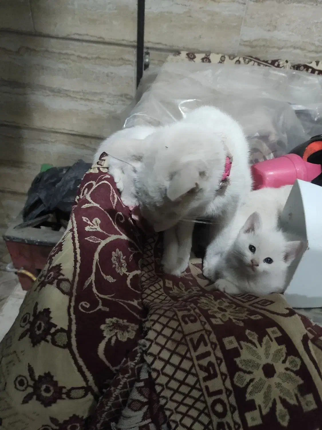 ۳تابچه گربه|گربه|مشهد, شهید شهریاری|دیوار