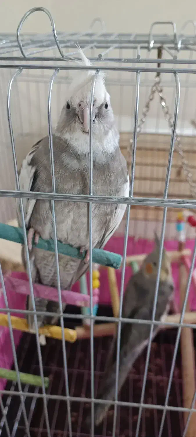 عروس هلندی|پرنده|محمدشهر, زیبادشت|دیوار