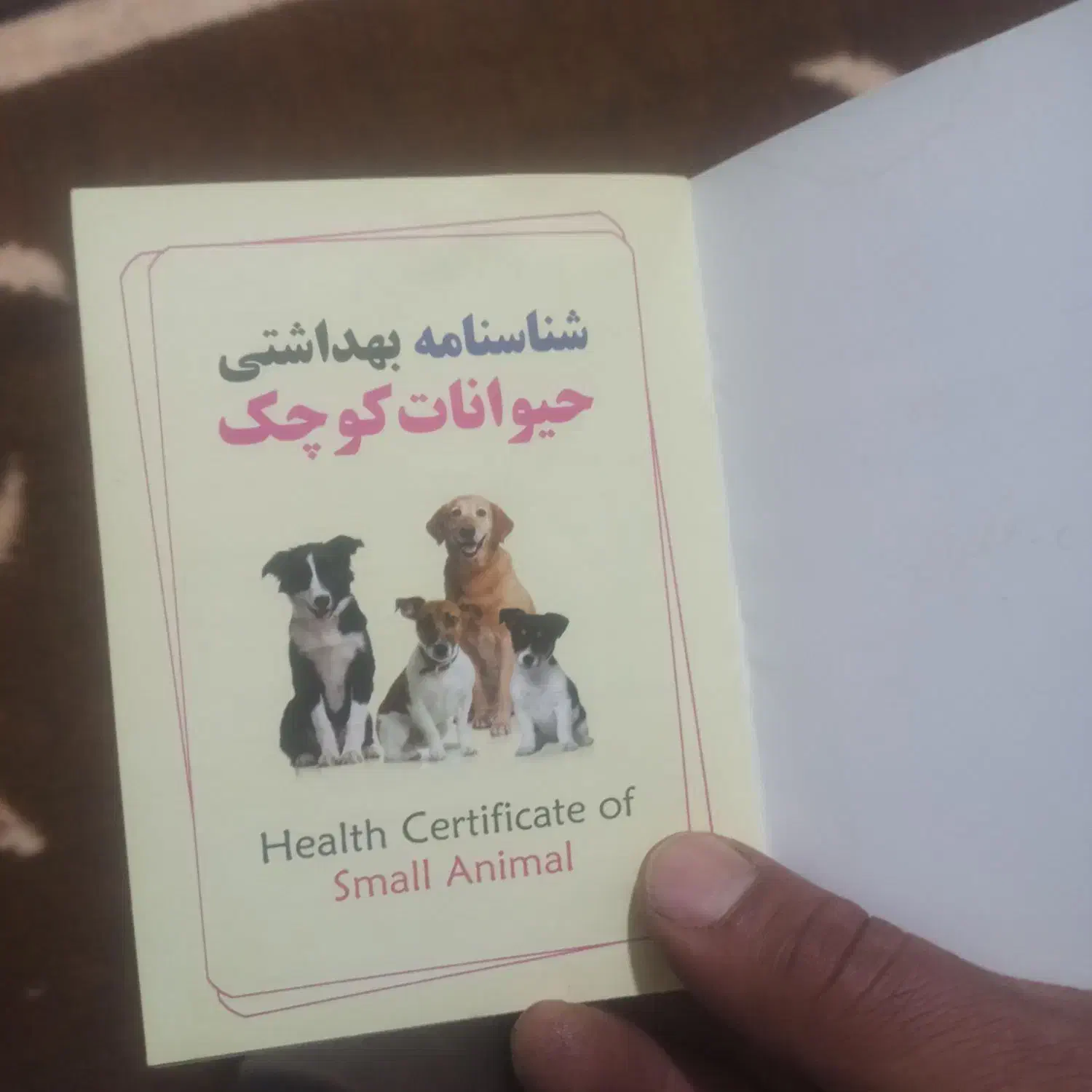 یک سگ پاکوتاه خانگی پامر|سگ|صوفیان, |دیوار