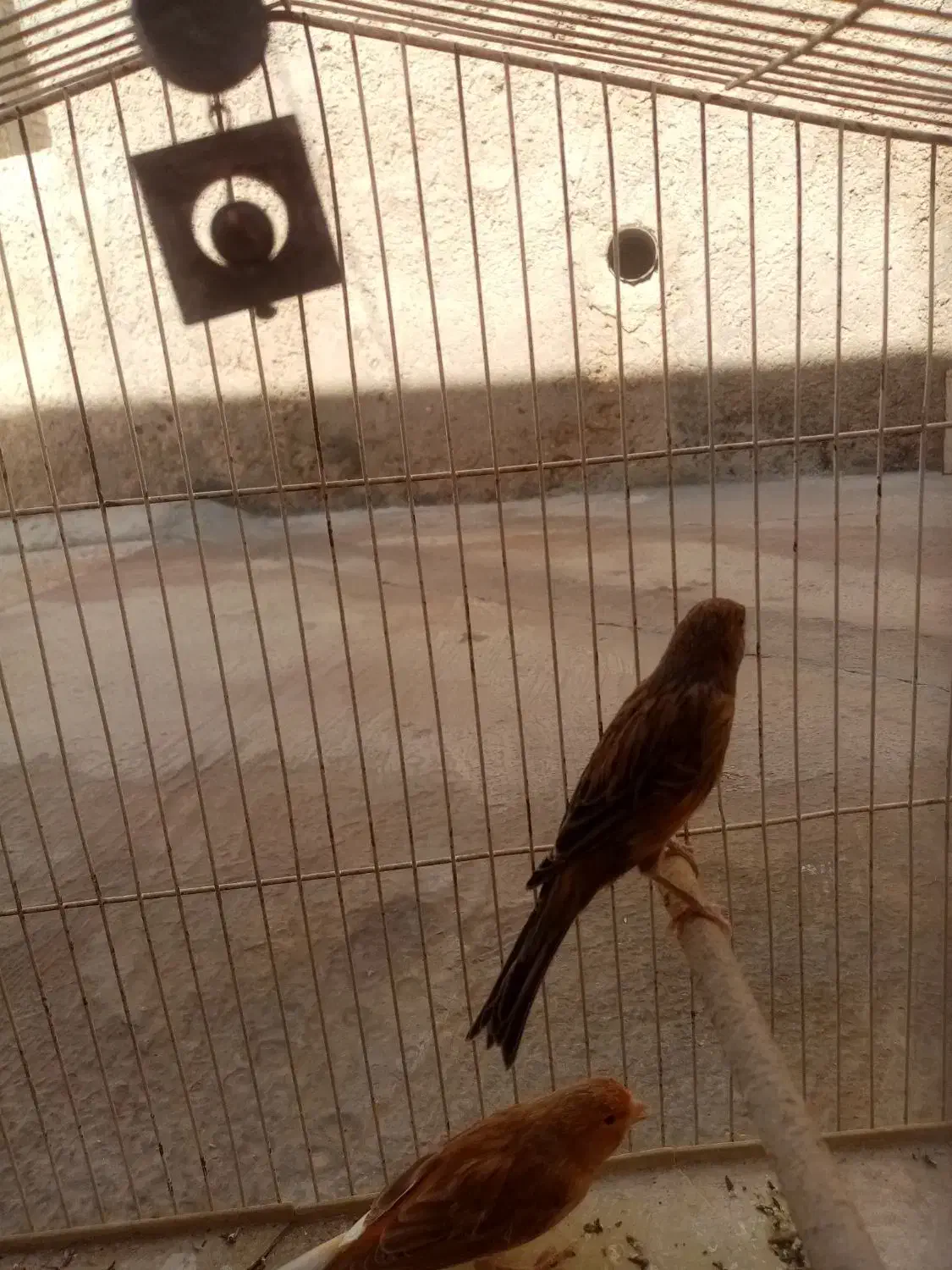 قناری نر|پرنده|شیراز, سینما سعدی|دیوار