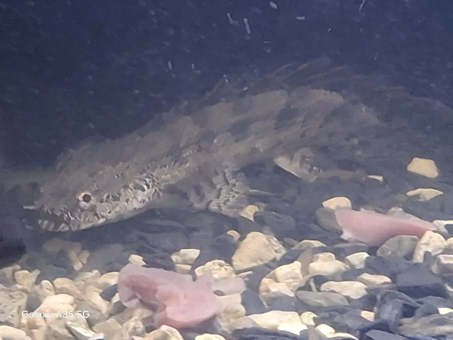 ماهی آکواریومی پلی اندی چری و نایف|ماهی|بندر انزلی, آذربایجان|دیوار