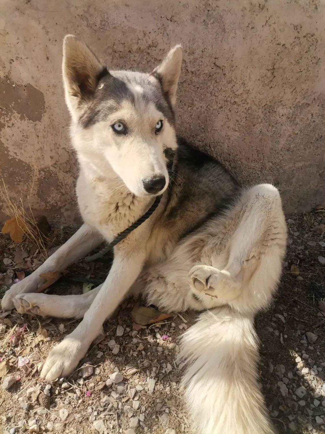 سگ هاسکی|سگ|پاسارگاد, |دیوار