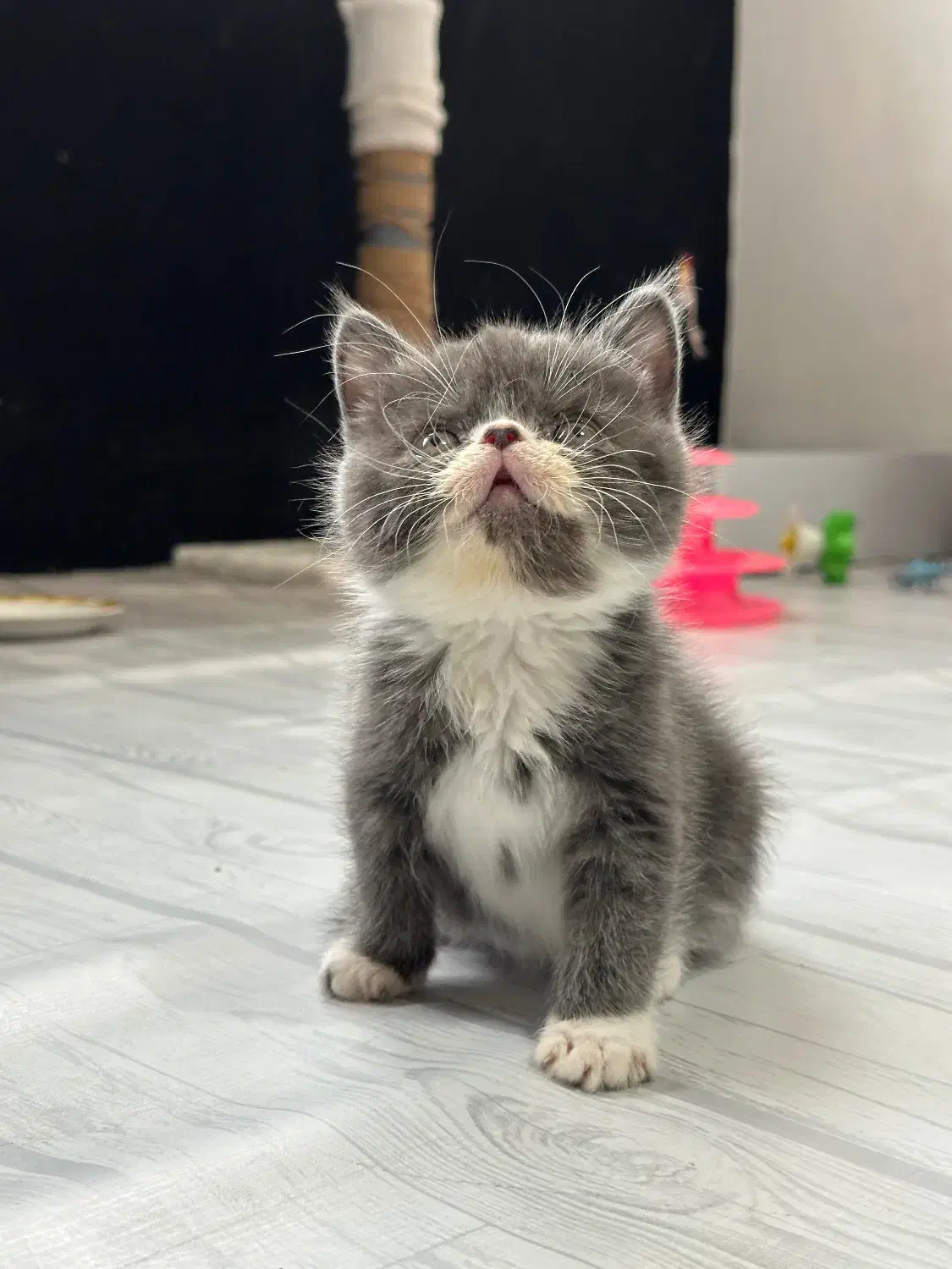 واگذاری گربه|گربه|بیرجند, |دیوار