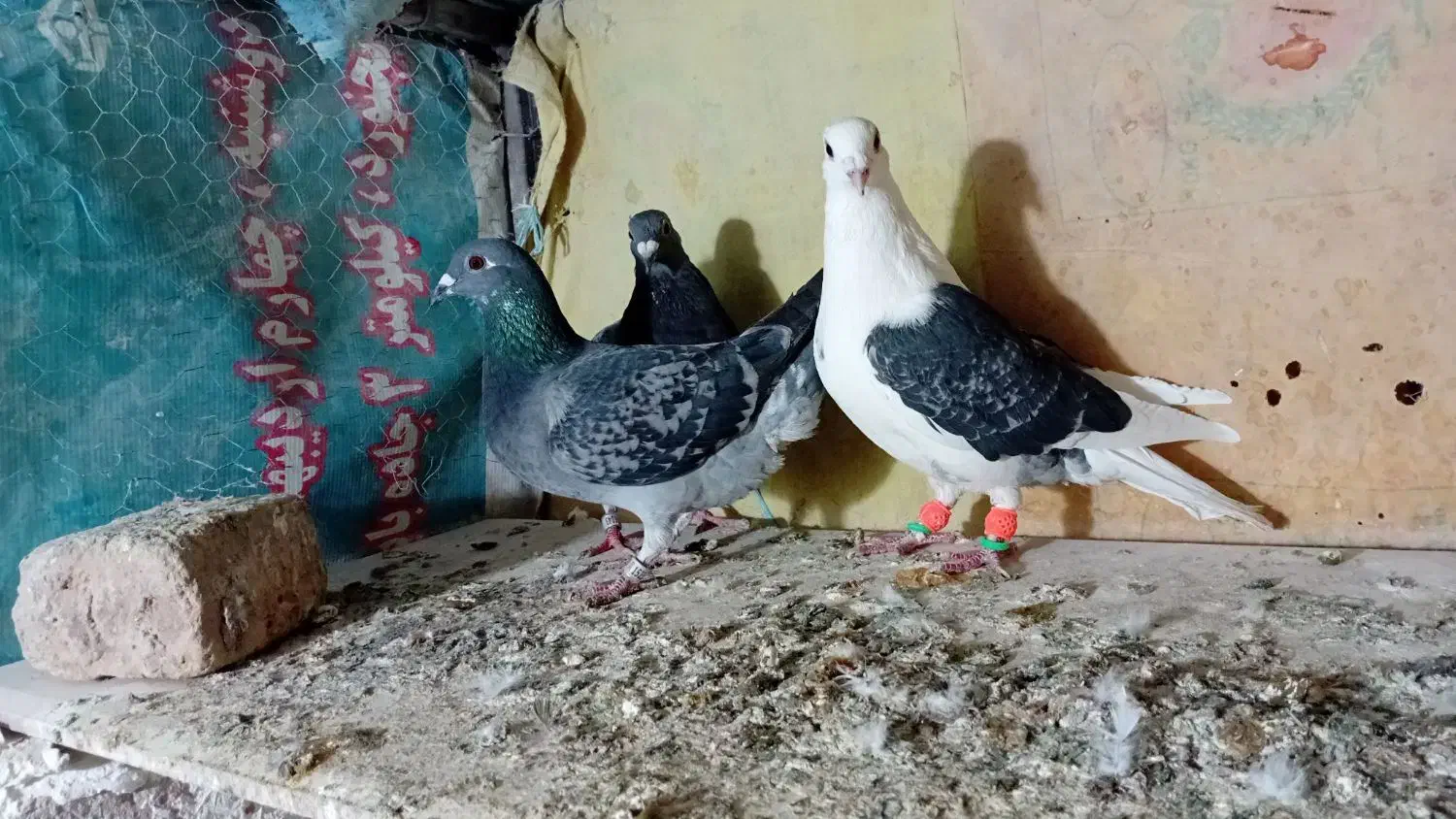 کبوتر پلاکی صید|پرنده|شیروان (خراسان), |دیوار