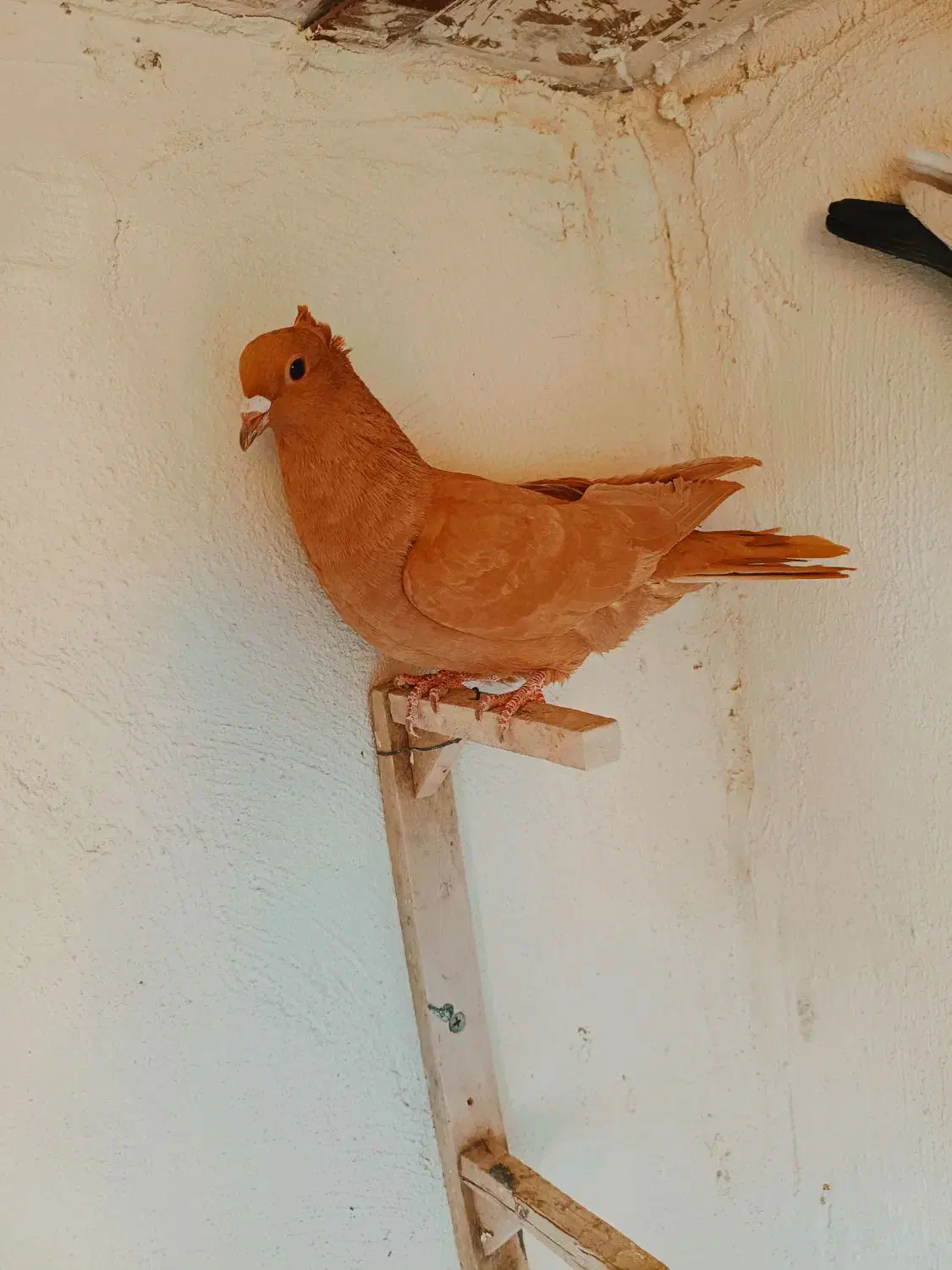 ماده زرد کلایی|پرنده|کرمان, |دیوار