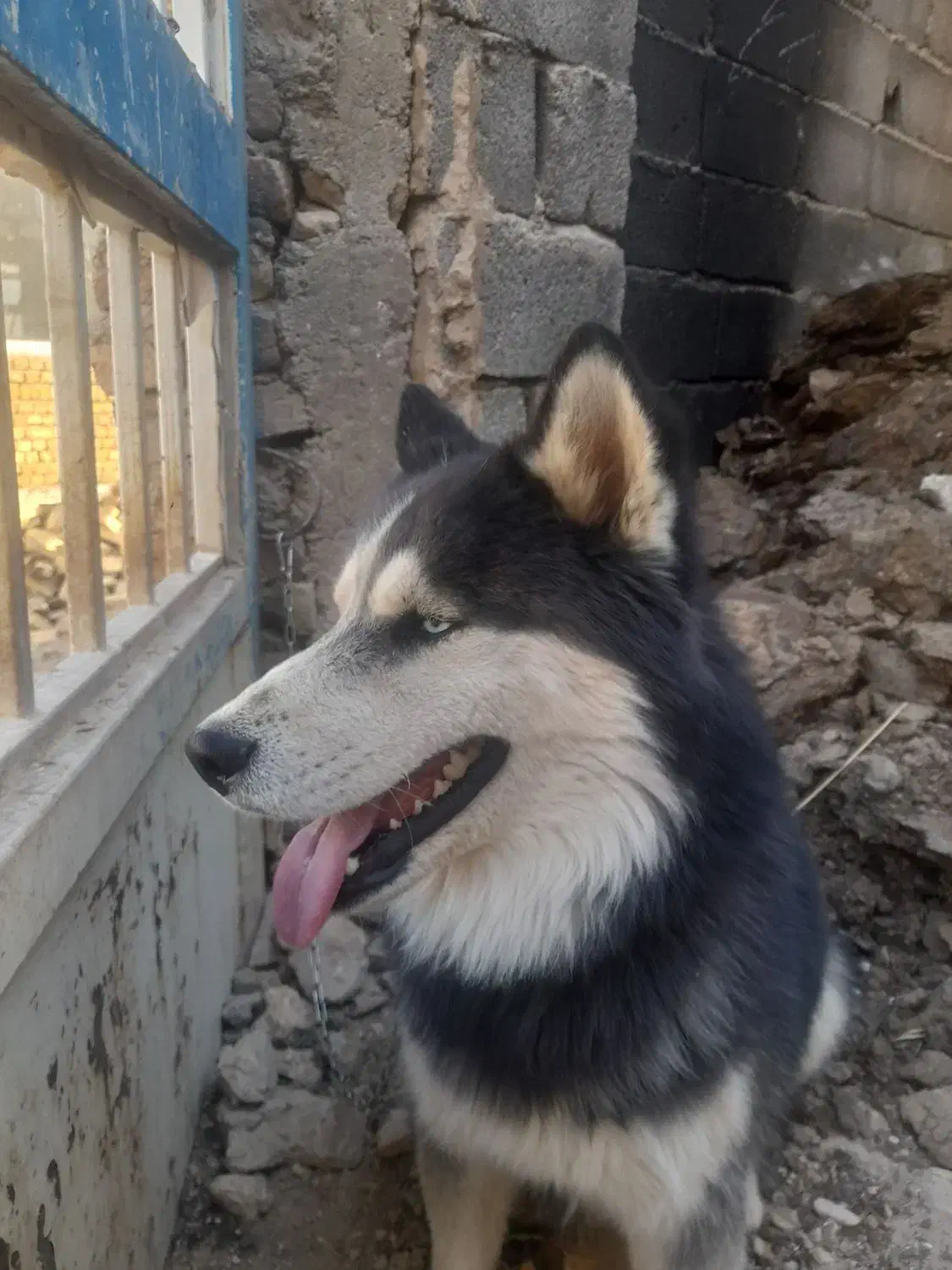 سگ هاسکی|سگ|زالیان, |دیوار