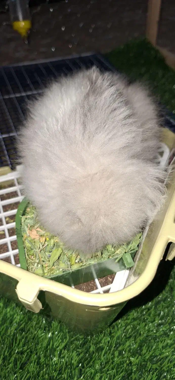 خرگوش|موش و خرگوش|یزد, |دیوار