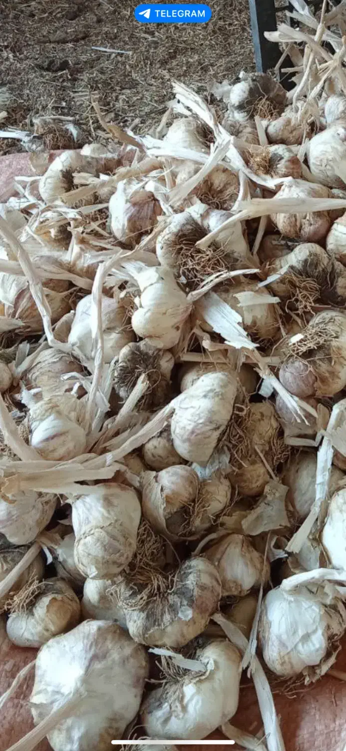 سیر سفید فروش فقط نقدی|خوردنی و آشامیدنی|بهار, |دیوار