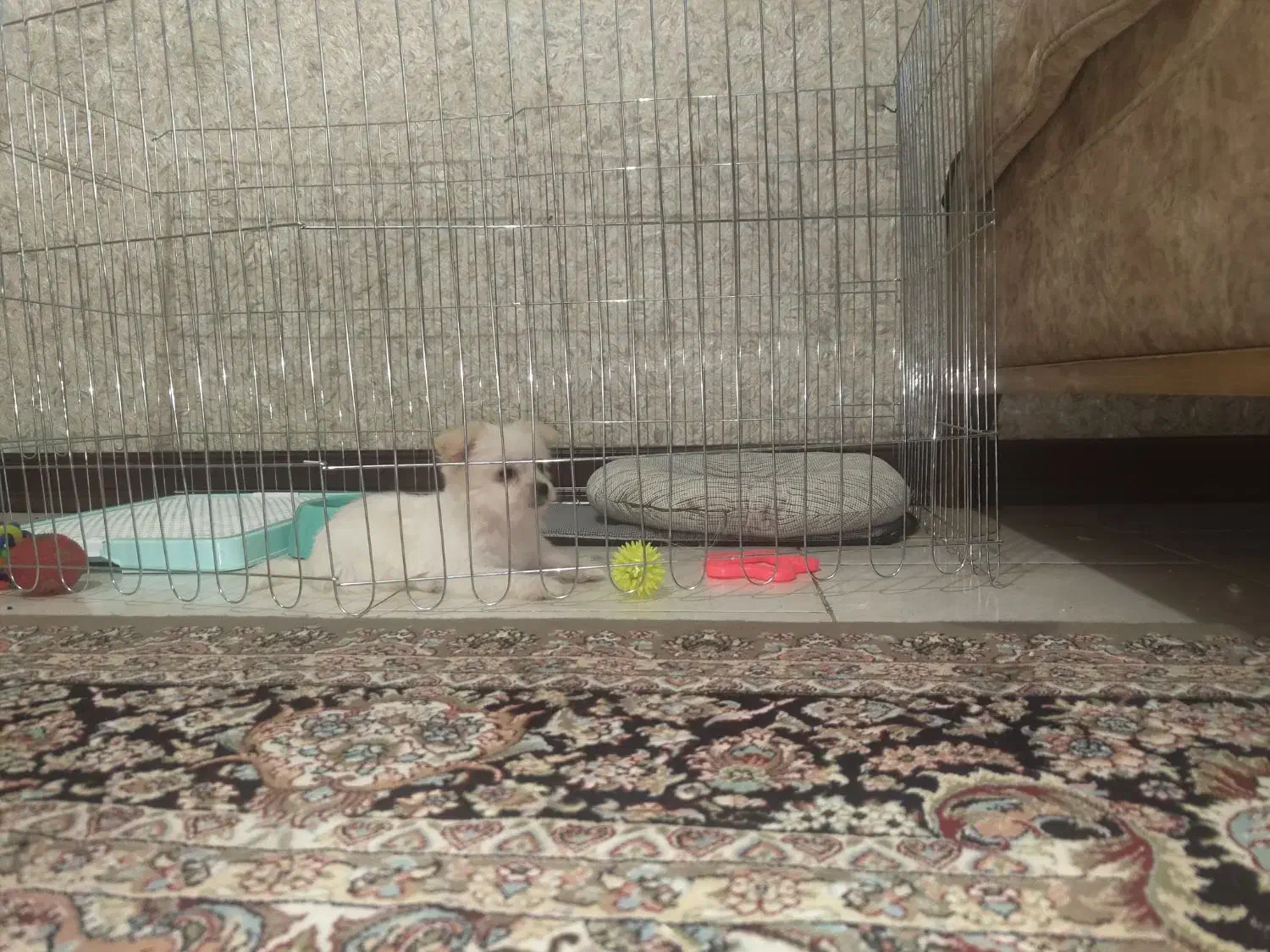 سگ نژادمالتیپو|سگ|قدس, شهرقدس|دیوار