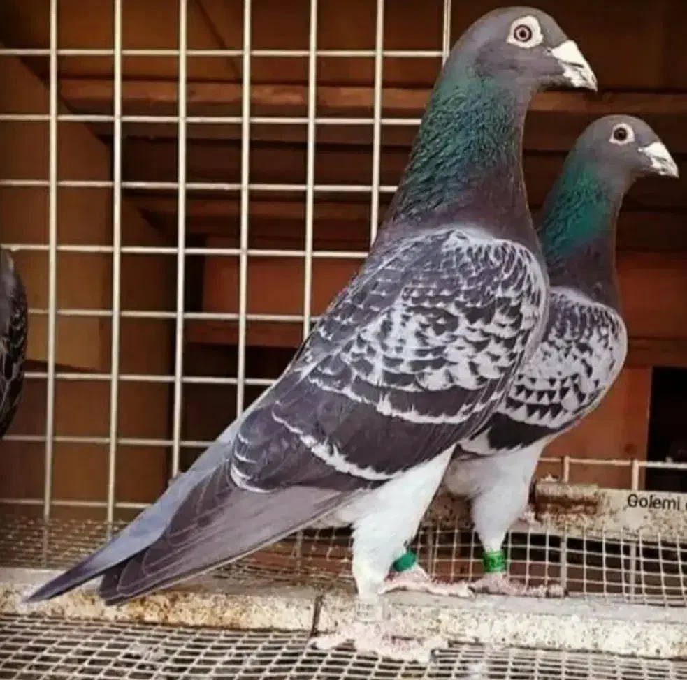 فضله کبوتر|لوازم جانبی حیوانات|همدان, |دیوار