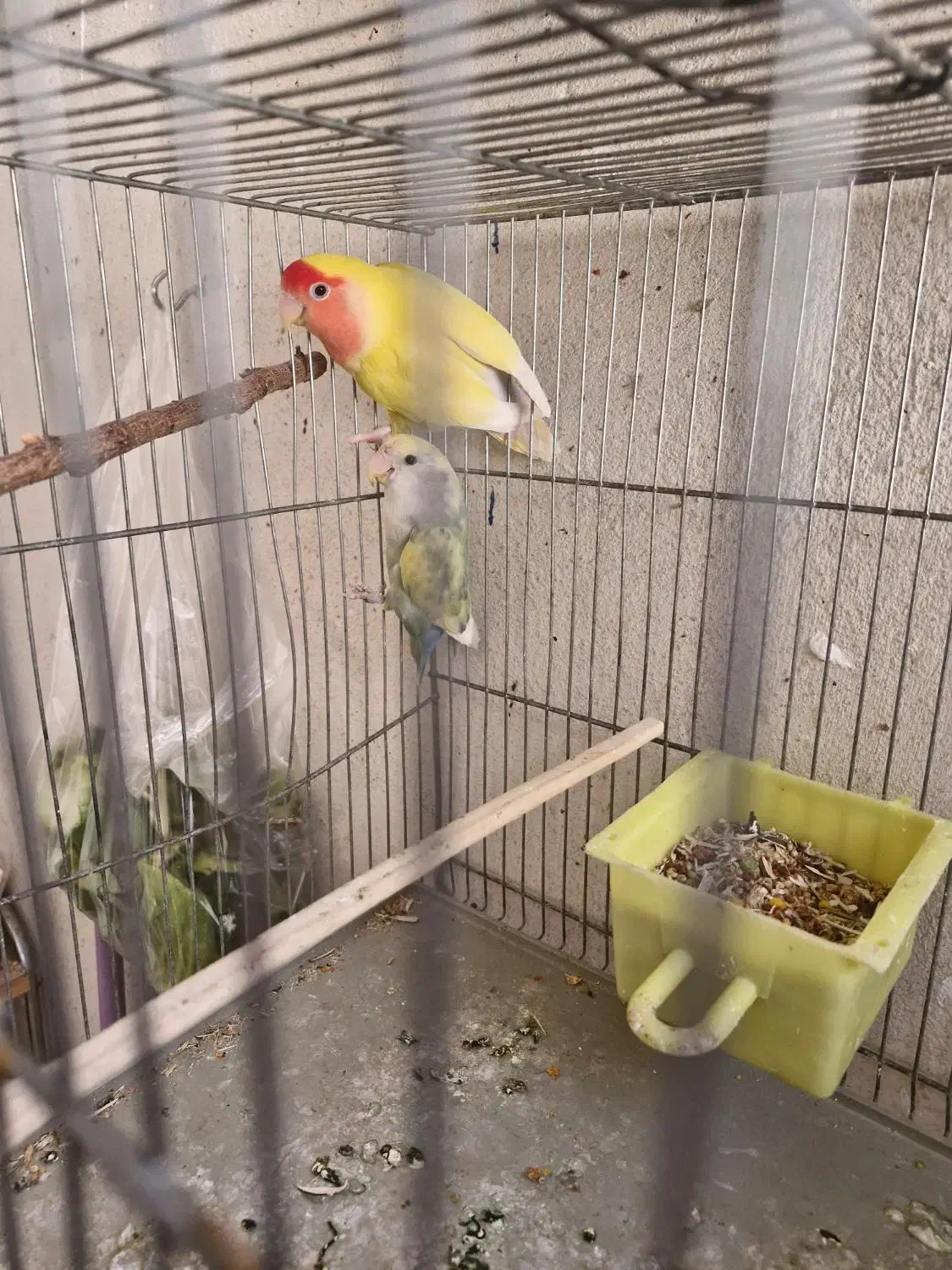 کوتوله برزیلی مولد|پرنده|صدرا-فارس, فاز ۱|دیوار