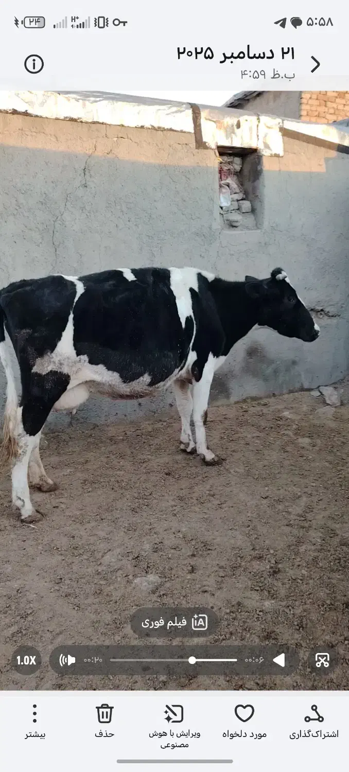 گاو|حیوانات مزرعه|روانسر, |دیوار