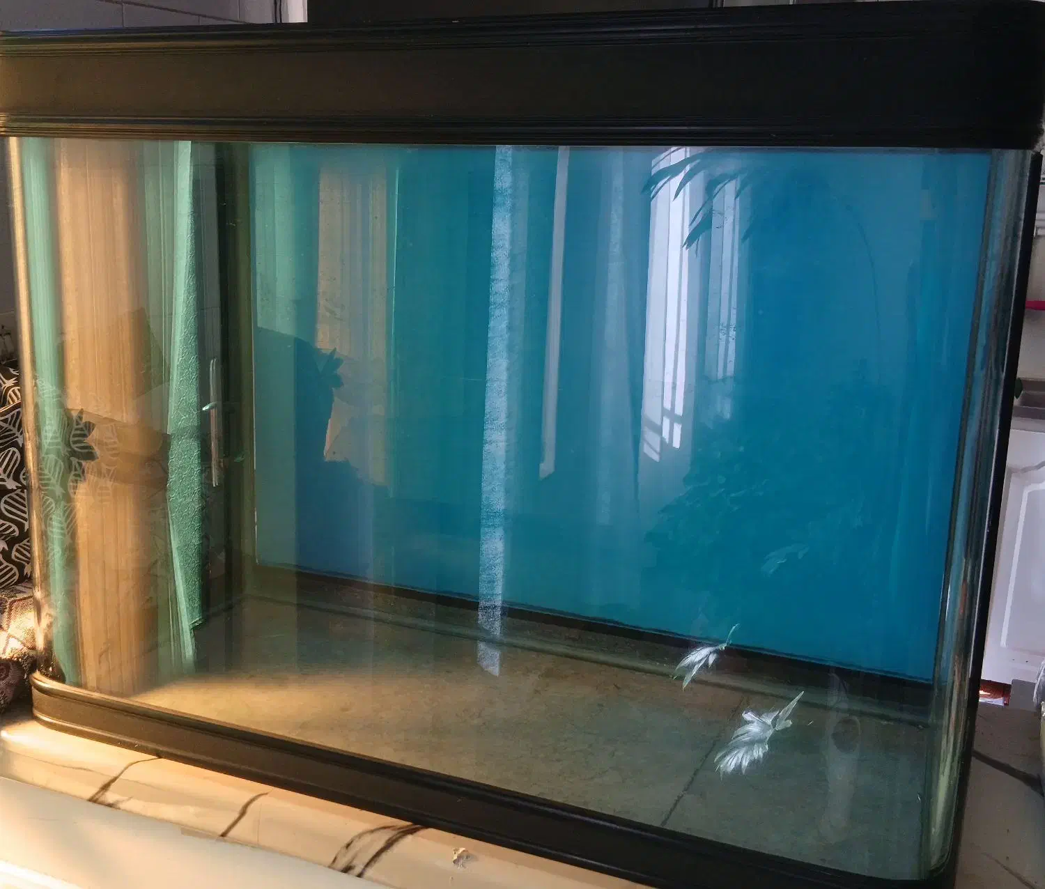 اکواریوم|ماهی|صحنه, |دیوار