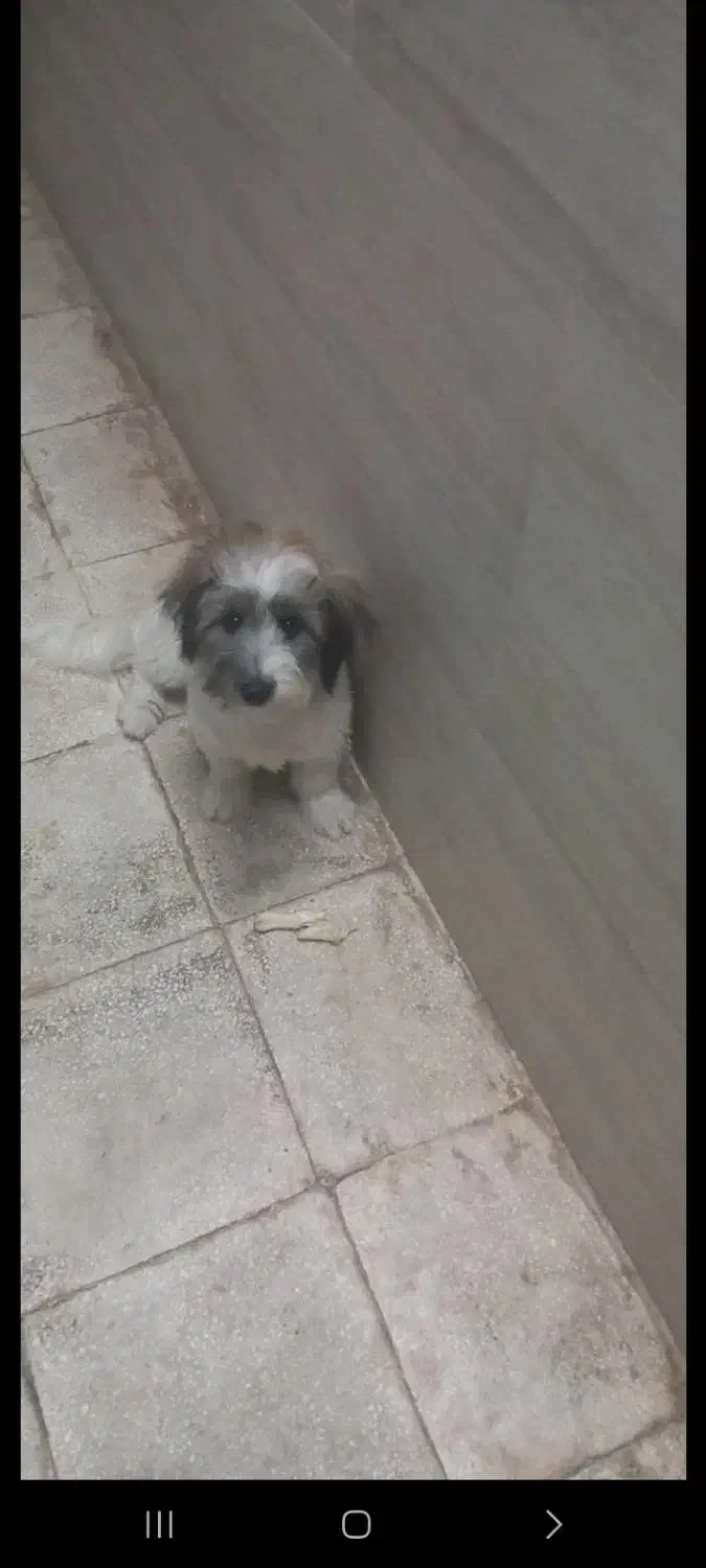 سگ بازیگوش وخندان|سگ|سبزوار, جوادیه شرقی|دیوار