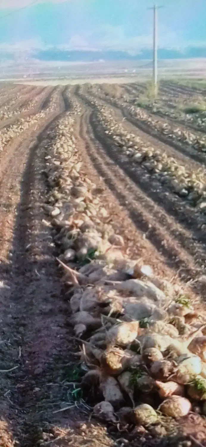 چغندرقند|خوردنی و آشامیدنی|هلیلان, |دیوار