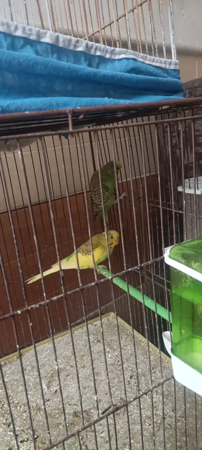 کوتوله و مرغ عشق|پرنده|میبد, |دیوار