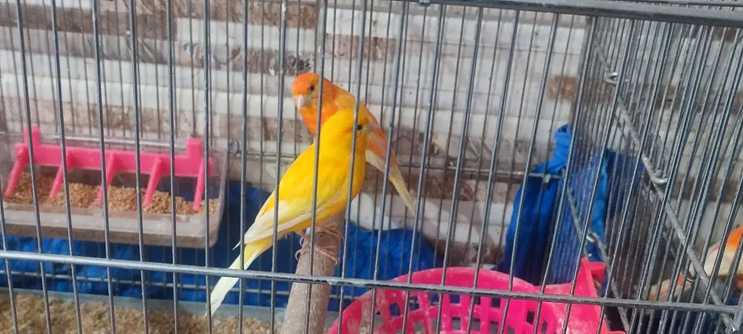 قناری رد فاکتور یه جفت نر ماده|پرنده|خرم‌آباد, |دیوار