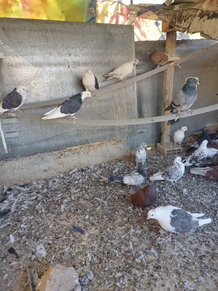 کبوتر تهرانی|پرنده|نسیمشهر, |دیوار