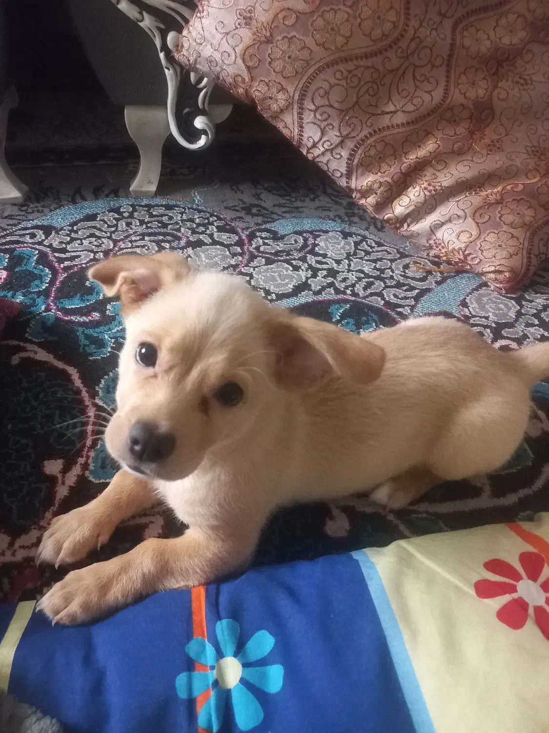 سگ خونگی|سگ|تربت جام, یحیی آباد|دیوار