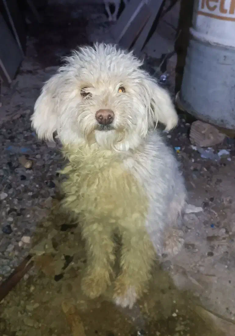 سگ شیتزو|سگ|شیراز, سلطان آباد|دیوار