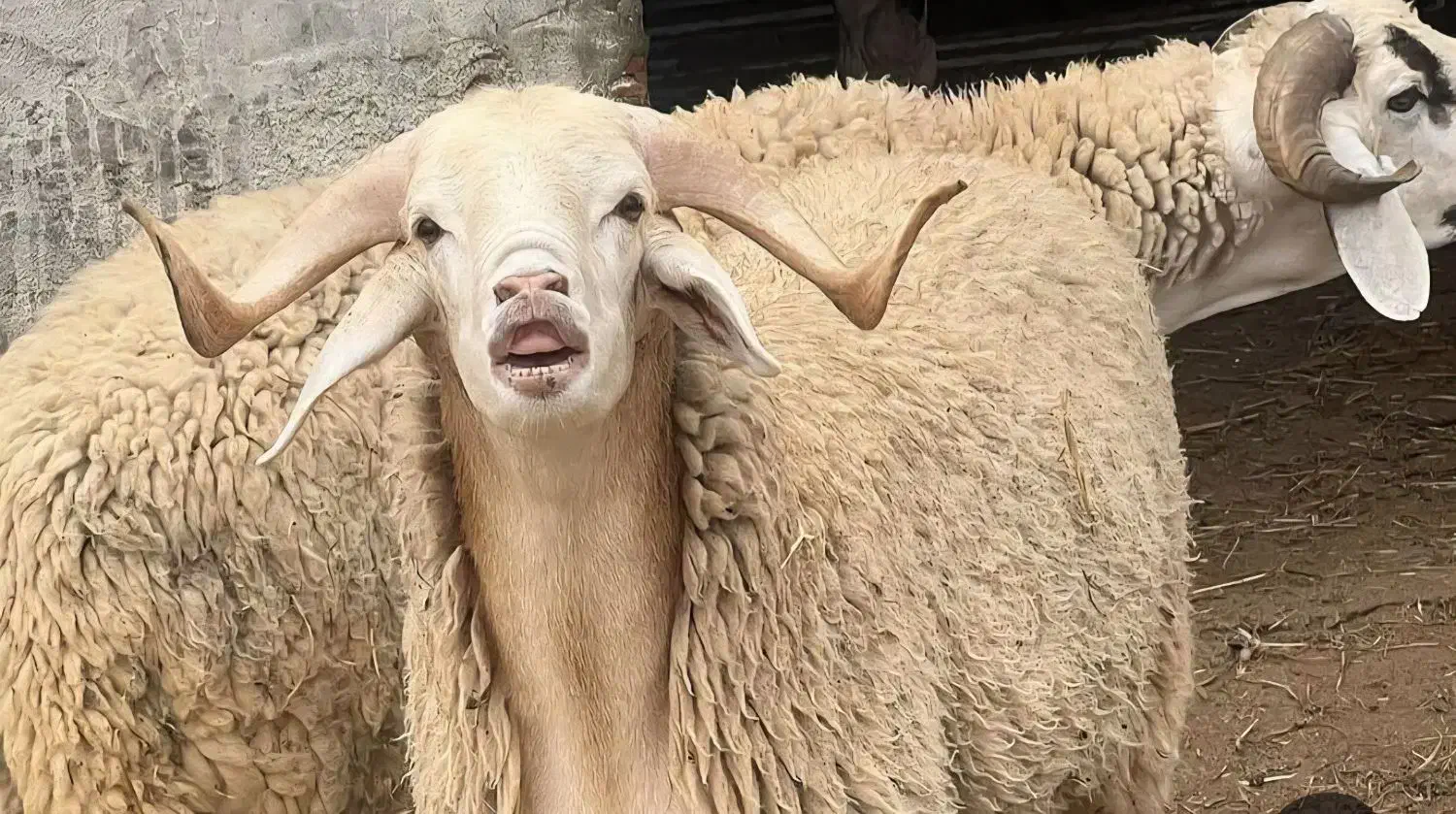 دام زنده در گلستان واطراف سیدمرتضی|حیوانات مزرعه|گلستان (تهران), |دیوار