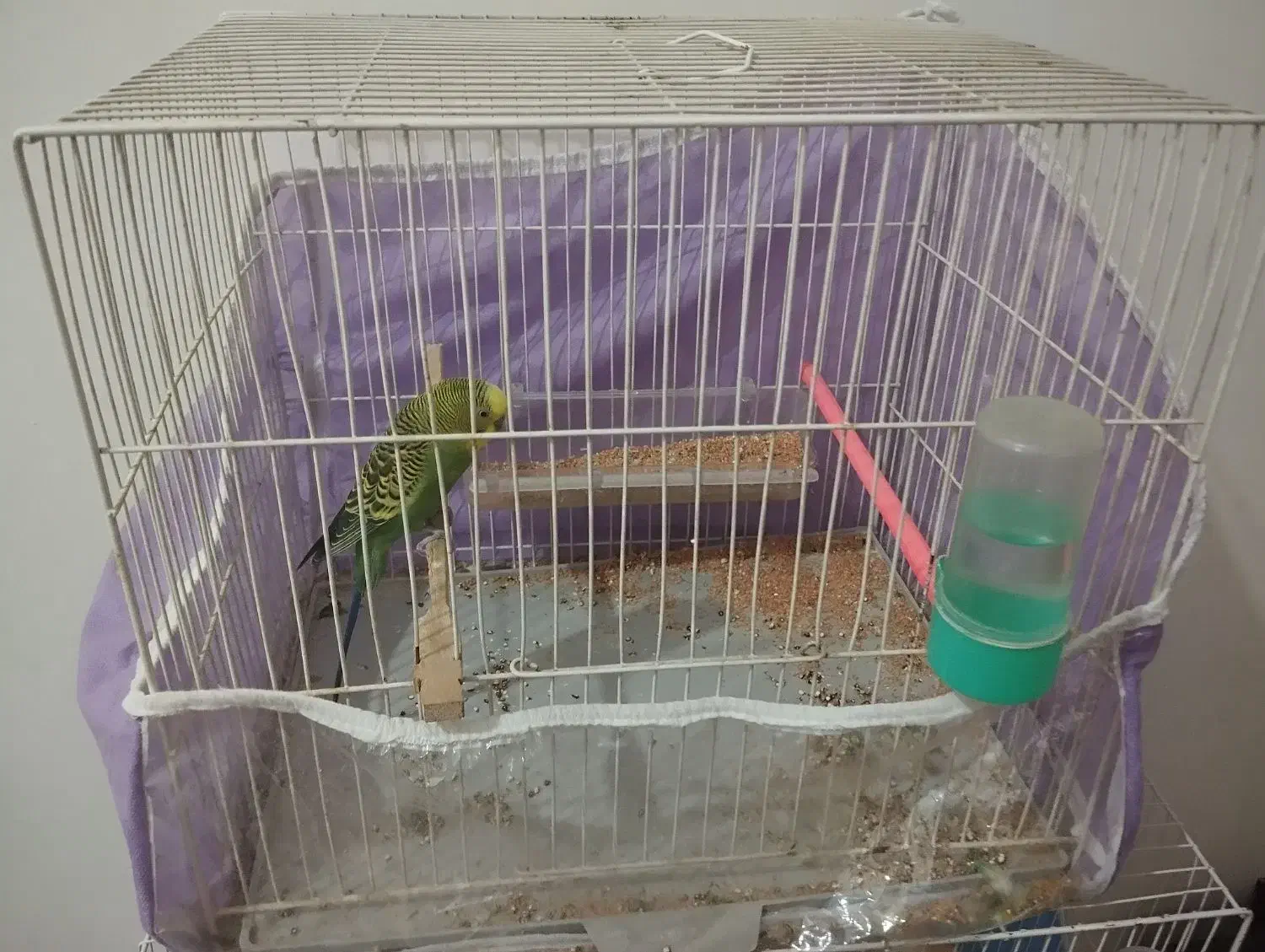 مرغ عشق نر|پرنده|چناران, |دیوار