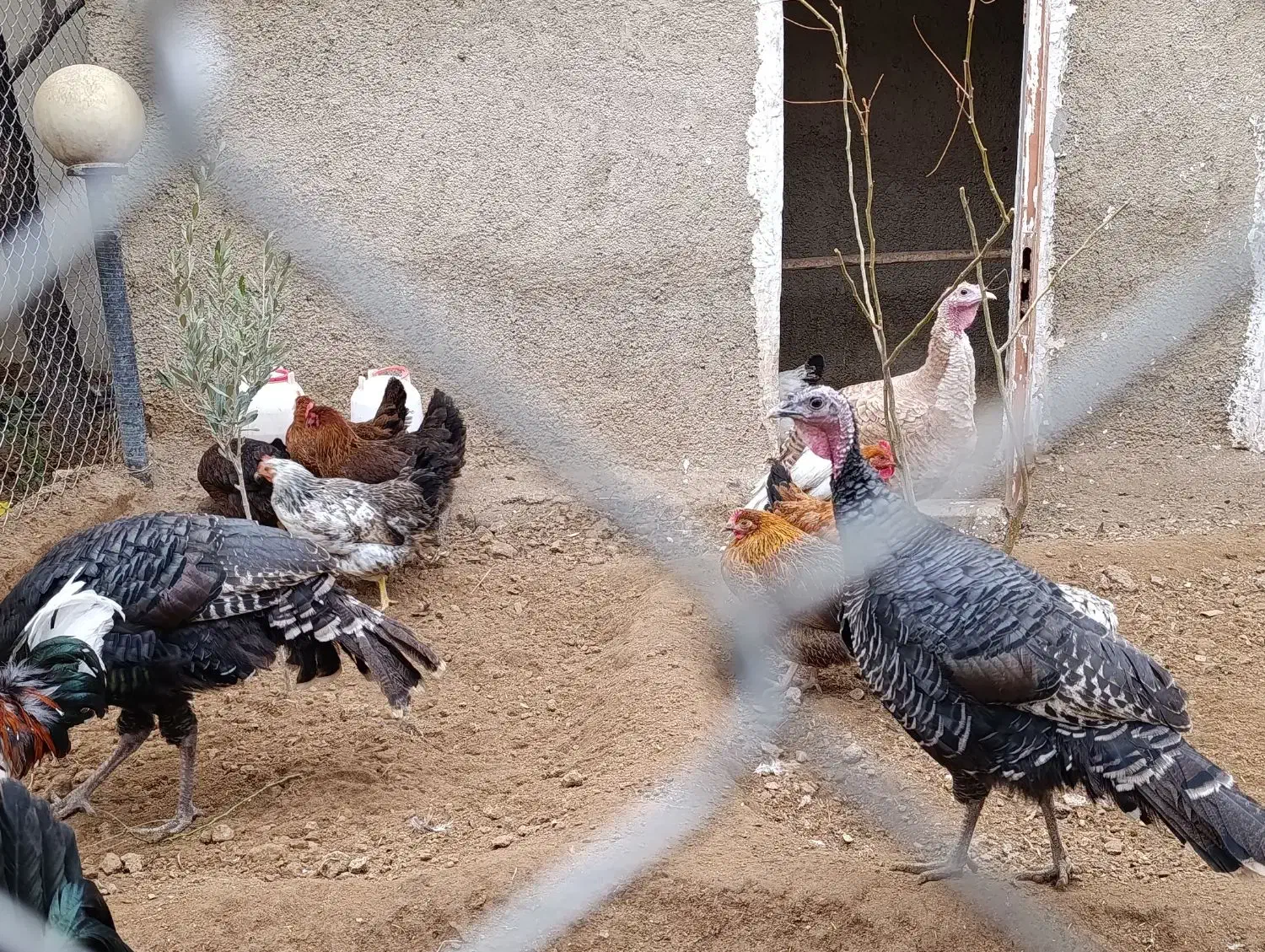 بوقلمون|حیوانات مزرعه|کهریزک, |دیوار