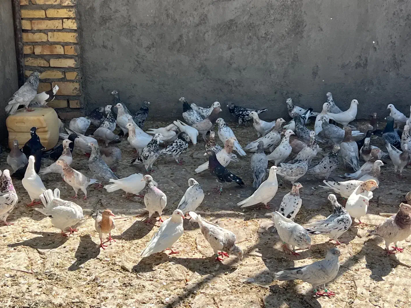 کبوتر|پرنده|سبزوار, توحیدشهر|دیوار