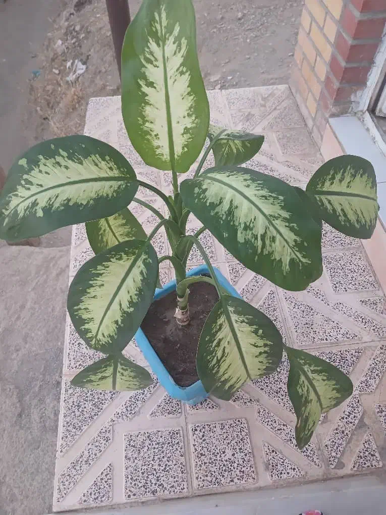 گل خانگی|گل و گیاه طبیعی|سنندج, |دیوار