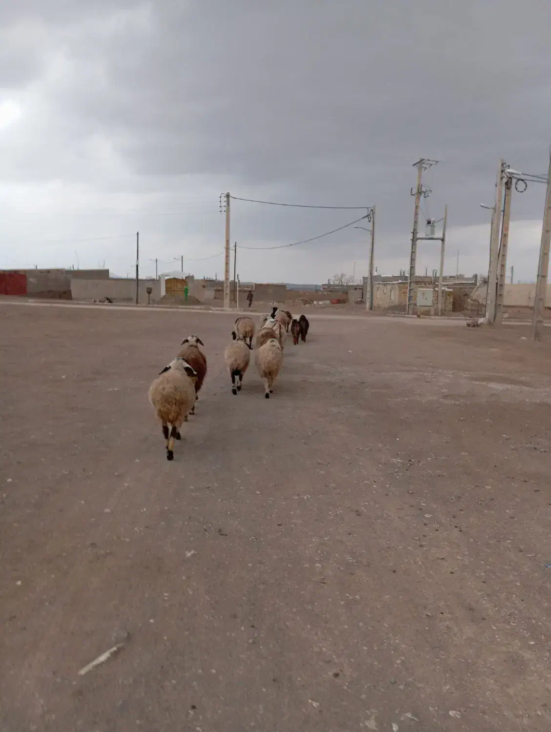 گوسفند|حیوانات مزرعه|قائن, |دیوار