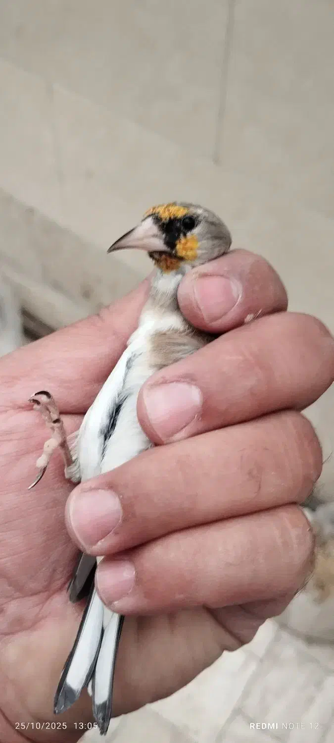 سهره دورگ کرمونی|پرنده|ری, شهید غیوری (ابن باویه)|دیوار