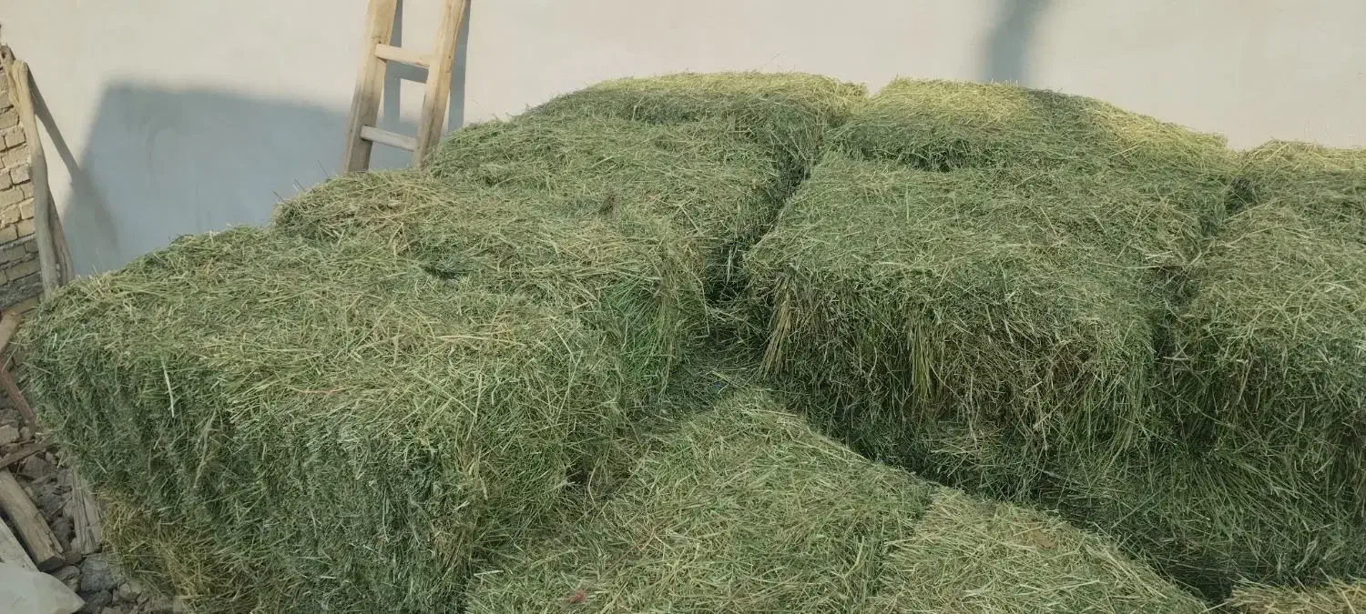 پرس یونجه|خدمات باغبانی و درختکاری|گلپایگان, |دیوار