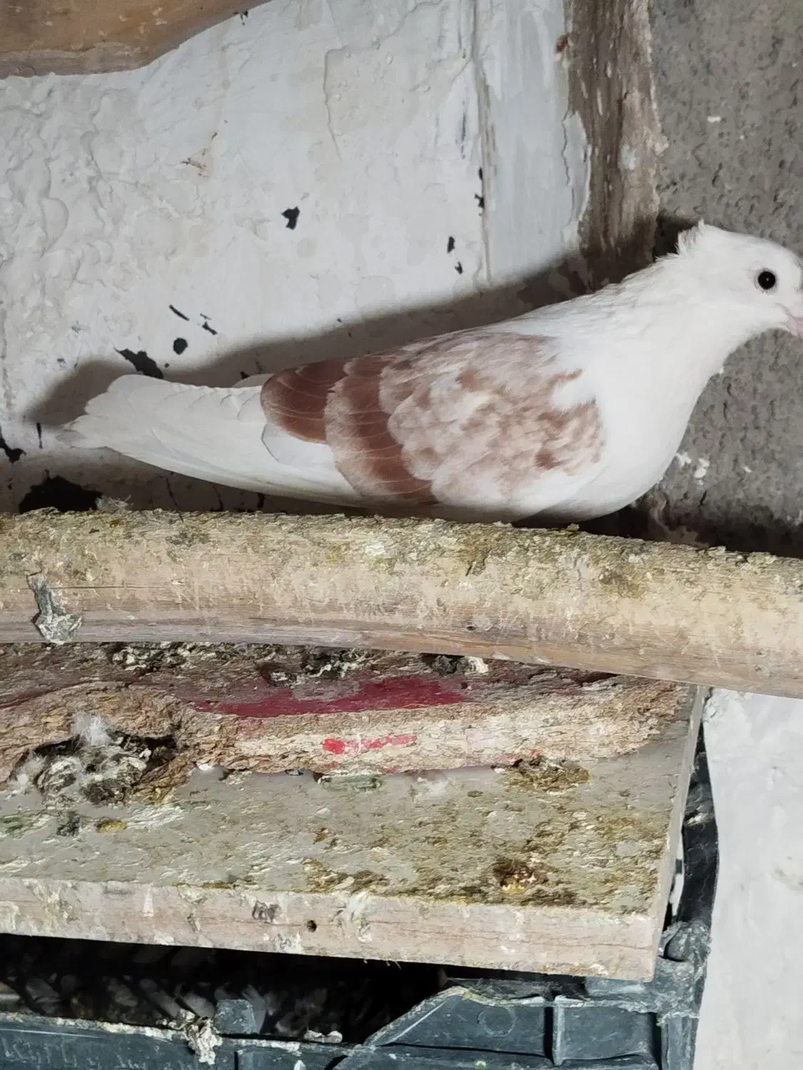 کبوتر بی کاکول|پرنده|سنندج, |دیوار