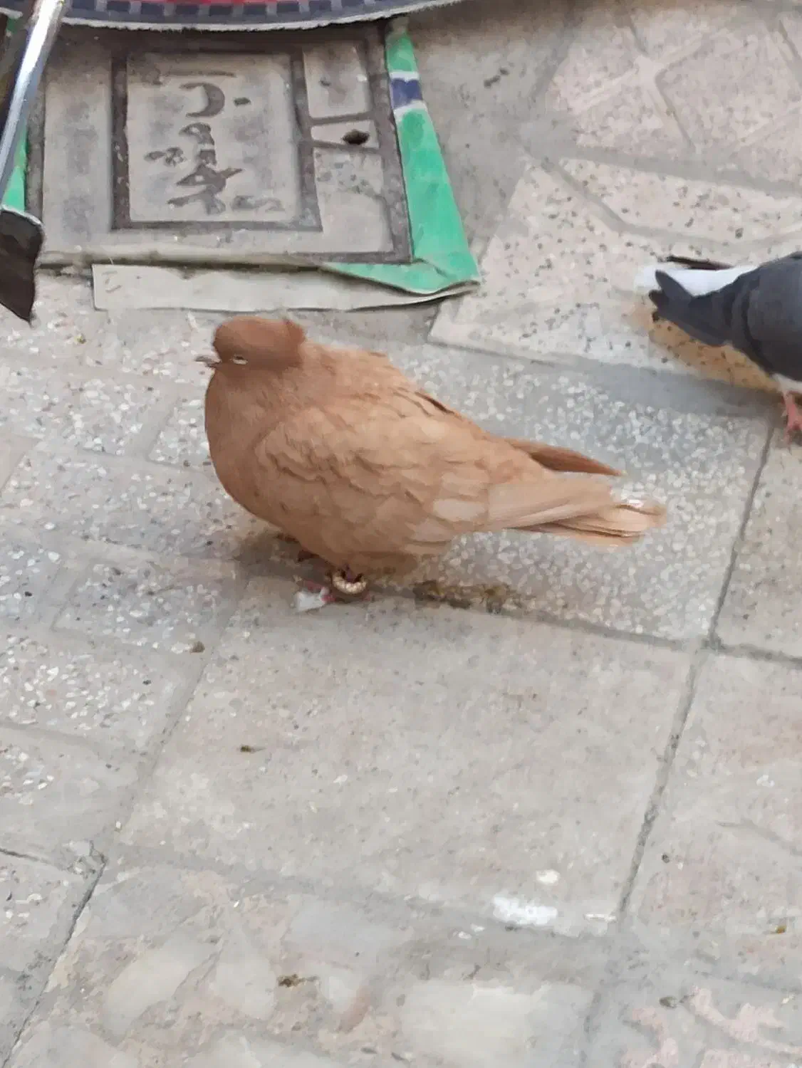 گمشده کفتر|حیوانات|مشهد, انقلاب|دیوار