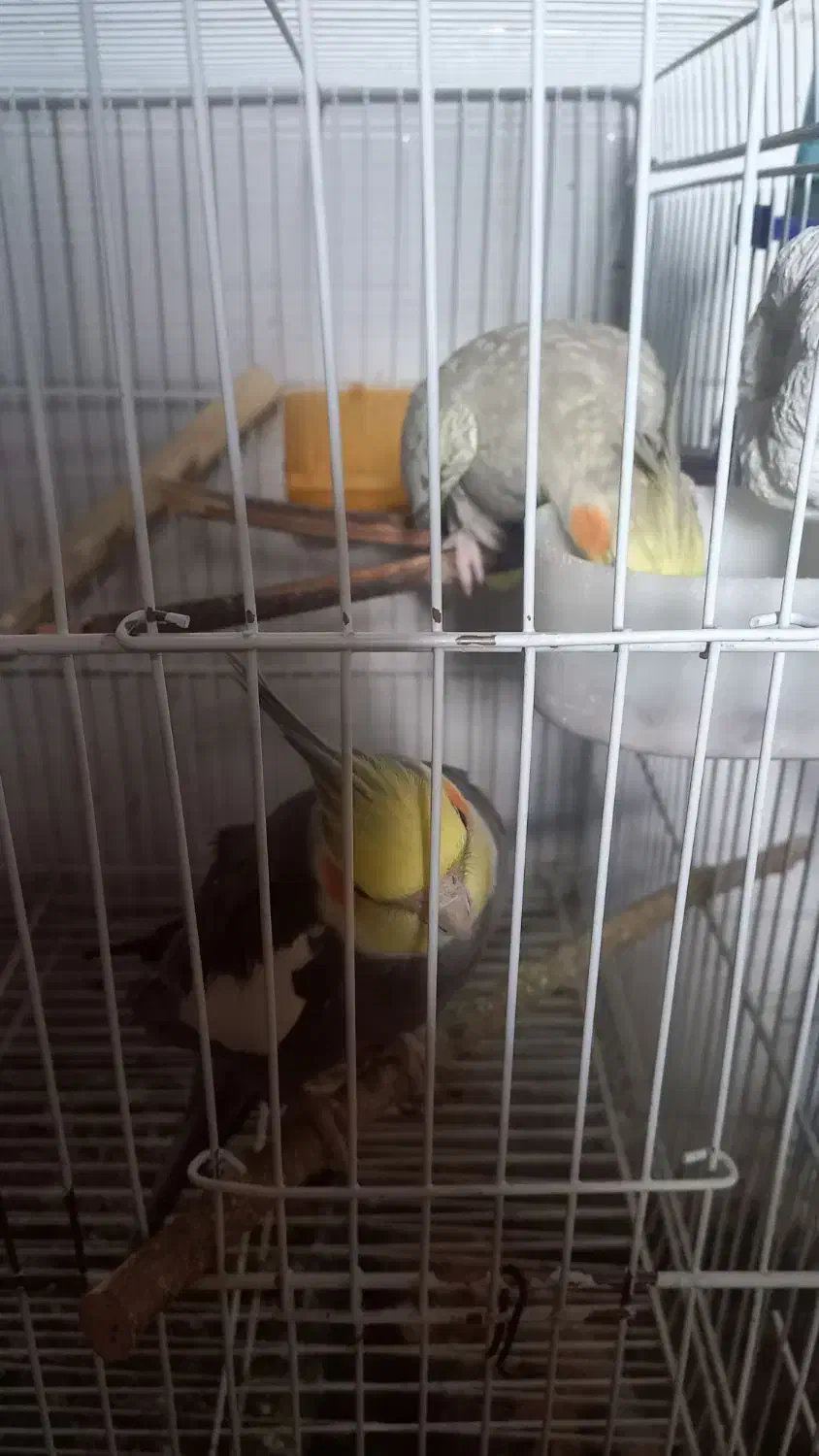 جفت عروس هلندی|پرنده|بردسکن, |دیوار