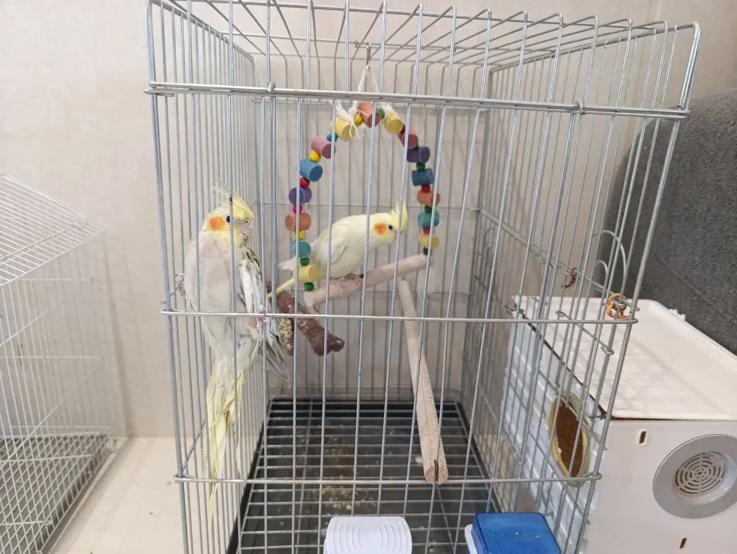 عروس هلندی|پرنده|مرودشت, کناره|دیوار