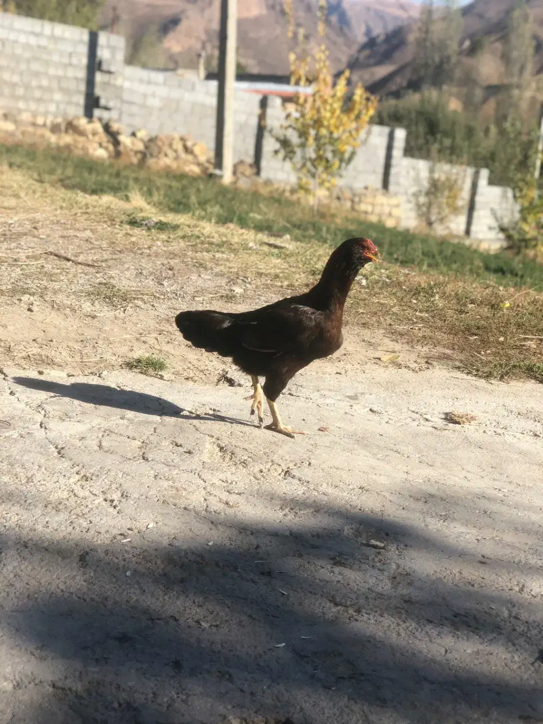 مرغ لاری اصل|حیوانات مزرعه|صومای برادوست, |دیوار