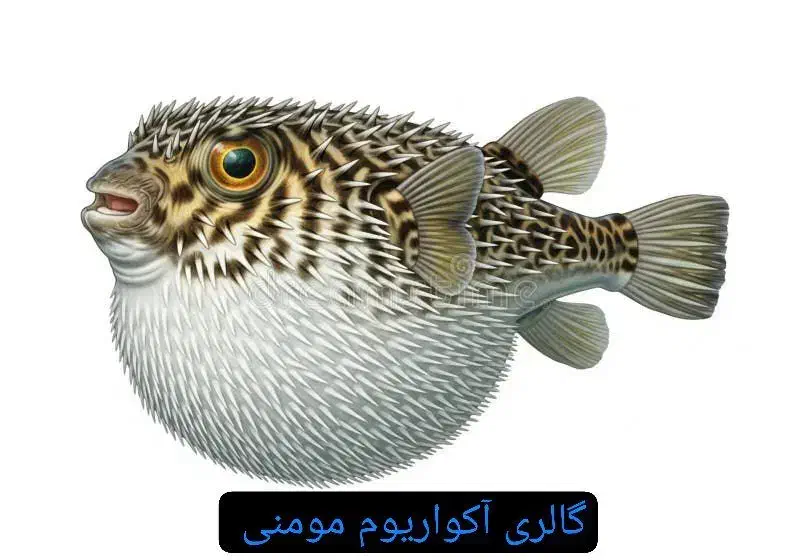 گالری آکواریوم مومنی آروانا سیلور|ماهی|نیشابور, امام|دیوار