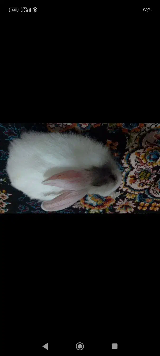 خرگوش|موش و خرگوش|گلستان (تهران), |دیوار