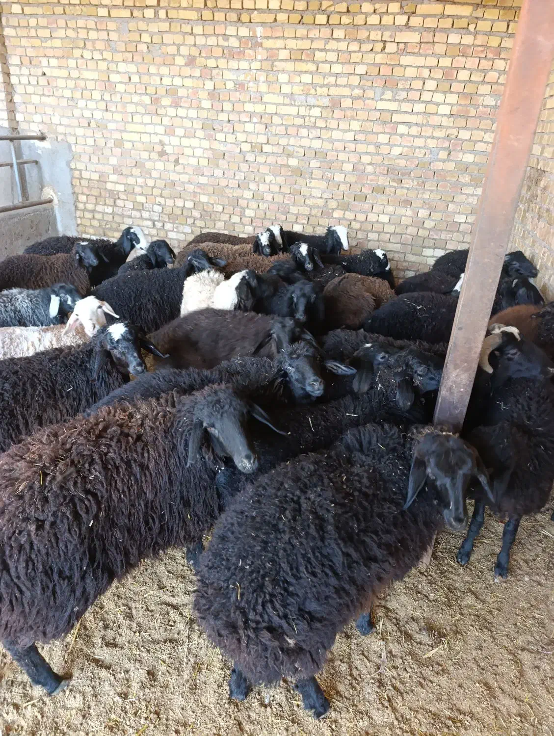 بره نره ماده|حیوانات مزرعه|تاکستان, |دیوار