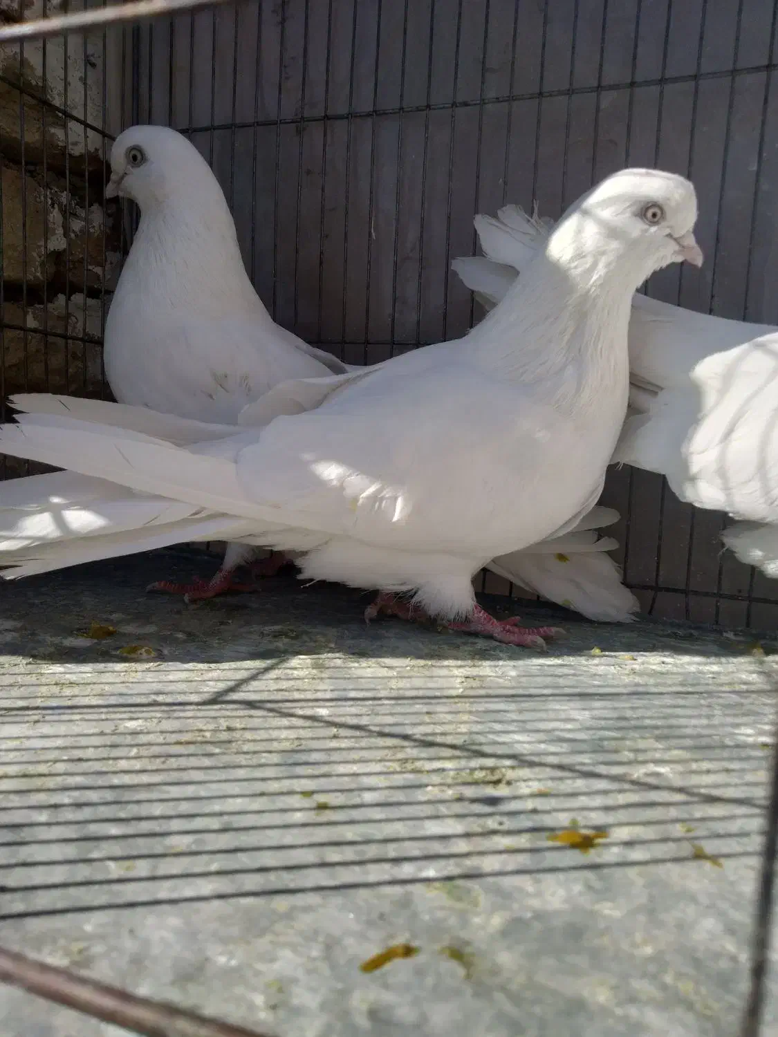 تهرونی چشم نوک سفید|پرنده|شهرکرد, |دیوار