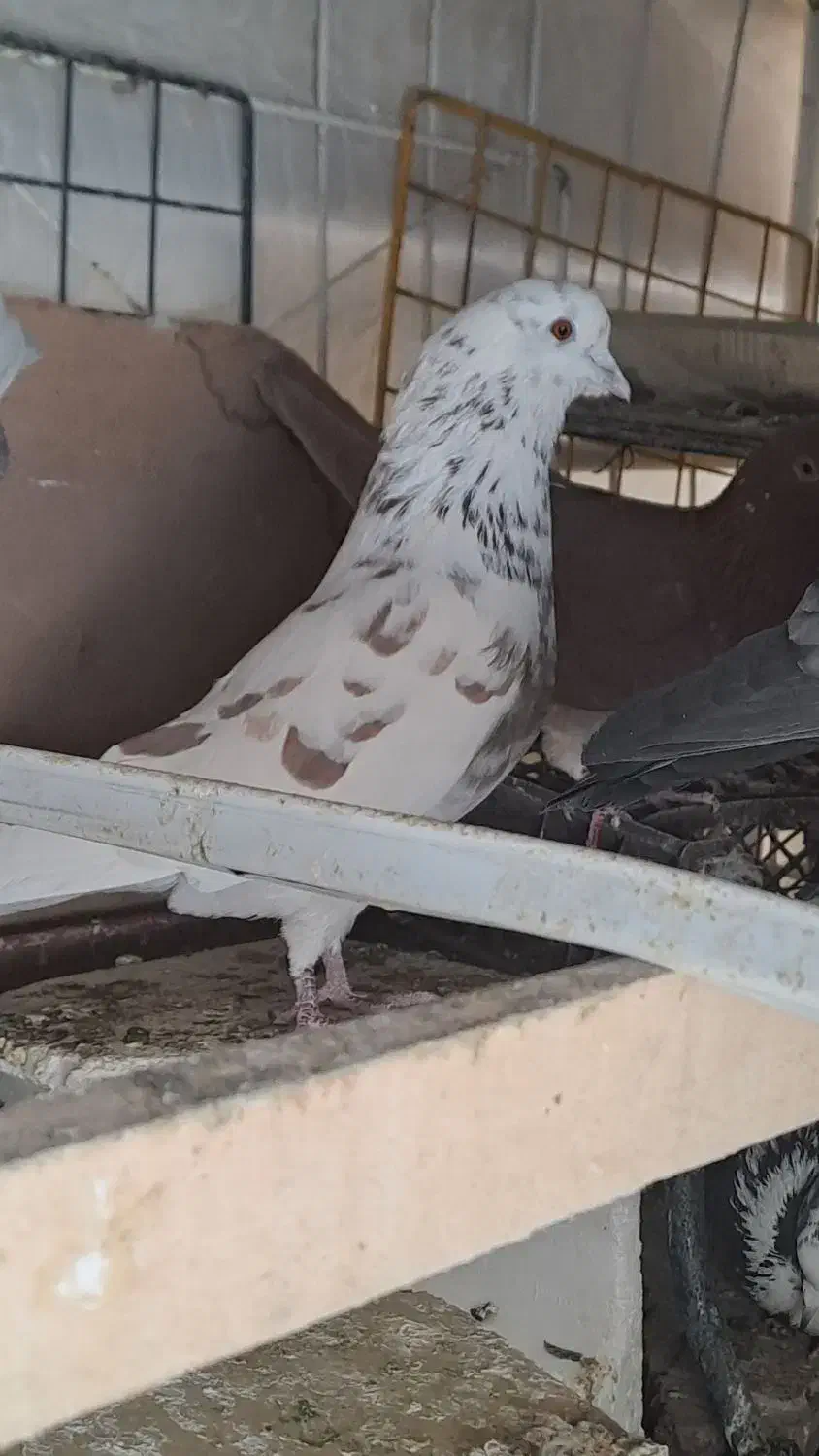 کفتر.|پرنده|سیرجان, |دیوار